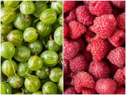 Set of fresh berries, raspberry and gooseberry. Stock Photos