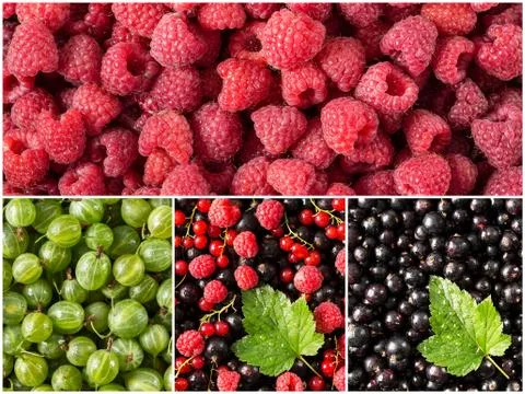Set of fresh berries, raspberry, currant, gooseberry, black currant. Stock Photos