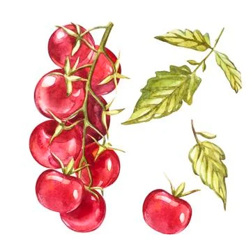 Set of fresh cherry tomato isolated on white background. Watercolor illutration. Stock Illustration