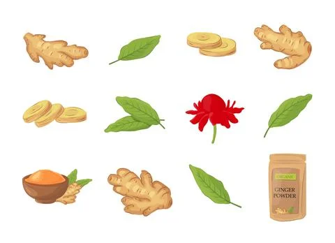 Set of fresh ginger root, sliced pieces, flower, green leaves,  powder in a.. Stock Illustration
