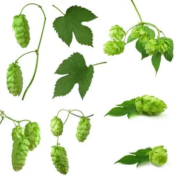 Set : fresh hops with cones, isolated on white background. Green ripe hop p.. Ilustración de archivo