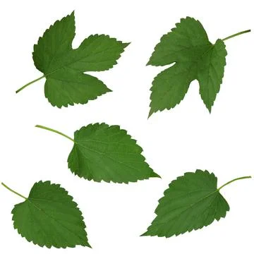 Set : fresh hops with cones, isolated on white background. Green ripe hop pla Stock Photos