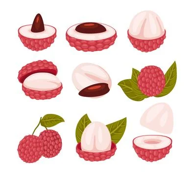Set of fresh lychee fruit collection kit with flesh and red peel, tropical .. Stock Illustration
