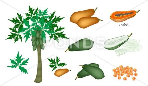 A Set of Fresh Papayas and Papaya Tree Stock Illustration