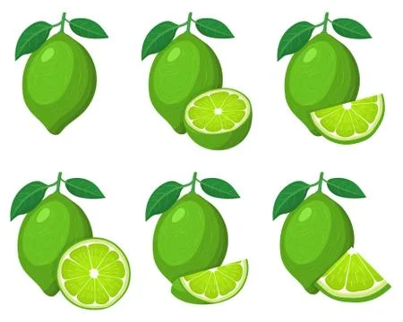 Set of fresh whole, half, cut slice lime fruits isolated on white background. Stock Illustration