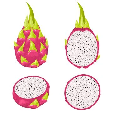 Set of fresh whole, half, cut slice red pitaya fruits isolated on white backg Stock Illustration