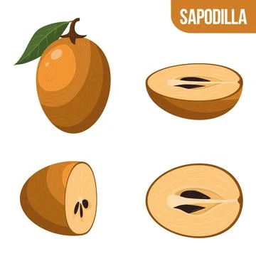 Set of fresh whole, half, cut slice sapodilla fruits isolated on white backgr Stock Illustration