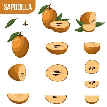 Set of fresh whole, half, cut slice sapodilla fruits isolated on white backgr Stock Illustration