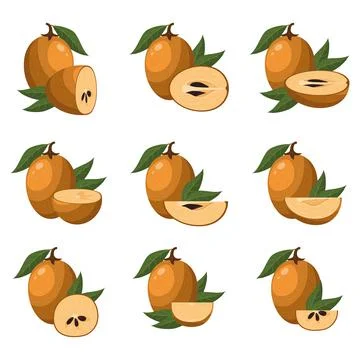 Set of fresh whole, half, cut slice sapodilla fruits isolated on white backgr Stock Illustration