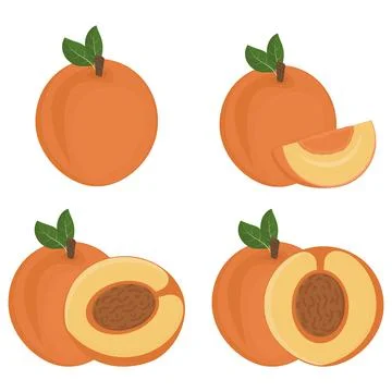 Set of Fruit peach halves with a stone, color isolated vector illustration Stock Illustration
