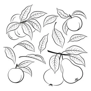 Set of Fruit Pictograms Stock Illustration