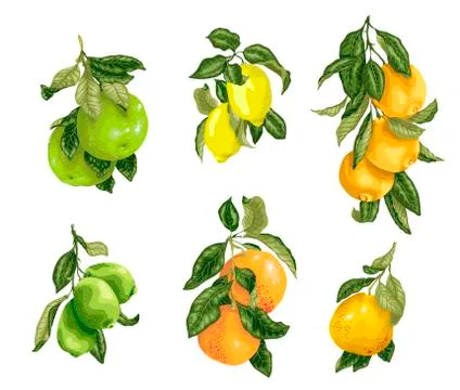 Set with fruits in vector such as lime, lemon, orange, pomelo and grapefruit Stock Illustration