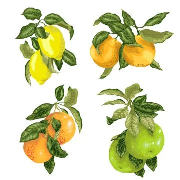 Set with fruits in vector such as lime, lemon, orange, pomelo and grapefruit Stock Illustration