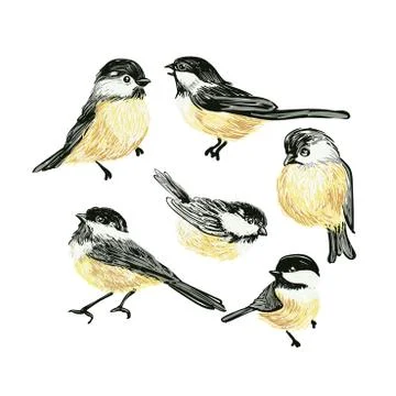Set of Funny realistic vector Tits and bird feeder on white background. Vector Stock Illustration
