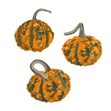 Set of funny small decorative pimpled pumpkins isolated on white. Pimply an.. Stock Illustration