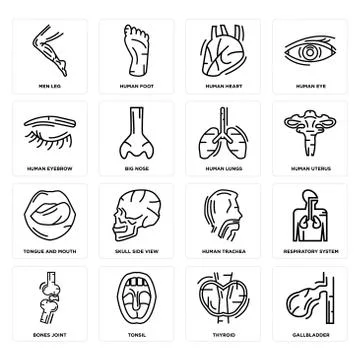 Set of Gallbladder, Thyroid, Bones Joint, Human Trachea, Tongue and Mouth, Lu Illustrazione stock gratuita