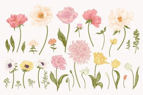 Set with garden flowers. Stock-Illustration
