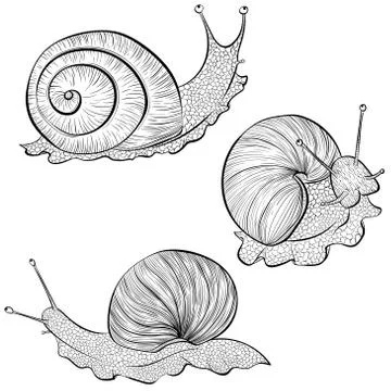 Set of garden snails Stock Illustration