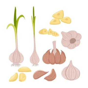 Set of garlic collection kit with whole, sliced garlic and peeled cloves, g.. Stock Illustration