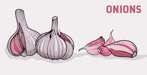 Set of garlic. Stock Illustration