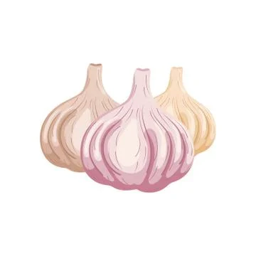 Set of garlics isolated on white background. Organic food. Cartoon style. Vector Stock Illustration