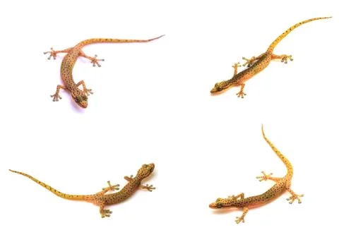 Set of Gecko lizard isolated on white Stock Photos