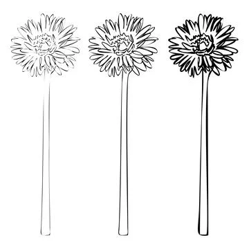 Set of Gerbera continuous line drawing. Botanical Coloring. Floral Line Art.. Stock Illustration