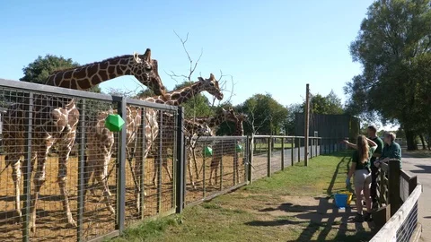 A set of giraffe at eating time Stock Footage 123540747