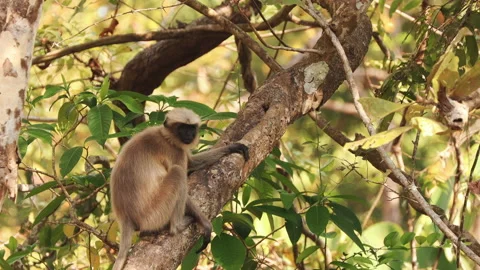 Set. Goa, India. Funny Gray Langur Monkey Climbing On Tree Branch Stock Footage 169693182
