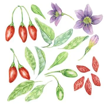 Set of goji berry design elements in watercolor Stock Illustration