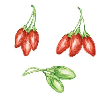 Set of goji berry groups as elements in watercolor Stock Illustration