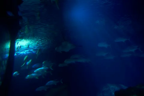 Set of goldfish in the ocean Stock Photos