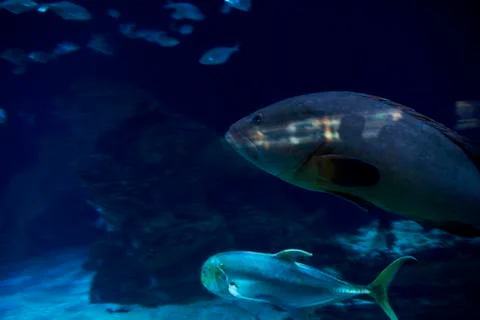 Set of goldfish in the ocean Stock Photos