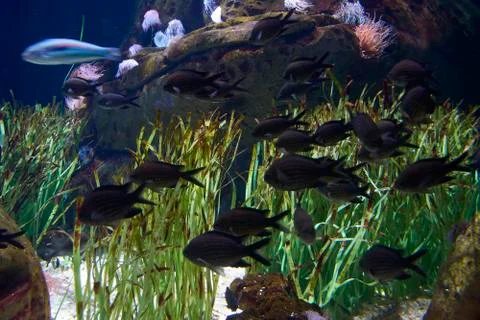 Set of goldfish in the ocean Stock Photos