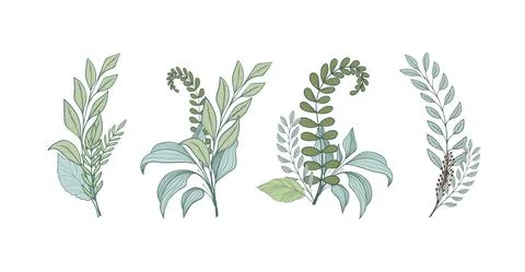 A set of graceful bouquets of different forest herbs, green branches of plants Stock-Illustration