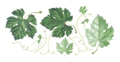 Set of grape leaves isolated on white. Hand drawn watercolor illustration. Stock Illustration