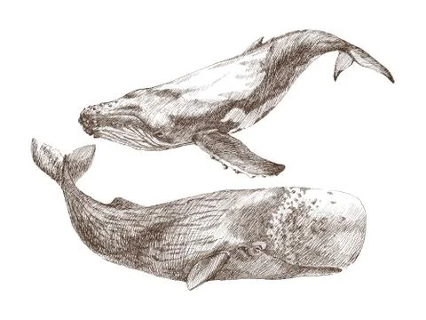 Set of Graphical hand painted whale isolated on white background. Vector Stock Illustration