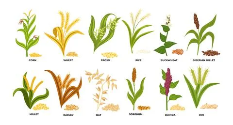 Set of Grass cereal crops set collection, agricultural cereal plant with se.. Stock-Illustration
