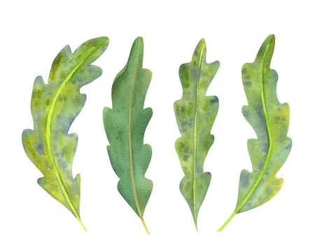 Set of green algae leaves painted in watercolor. Isolated on a white backgrou Stock Illustration