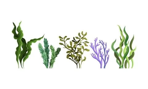 Set of green algae. Vector illustration on a white background. 스톡 일러스트