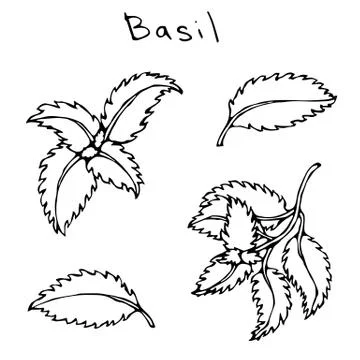 Set of Green Basil Herb Branch and Leaves . Realistic Hand Drawn Doodle Style Stock Illustration