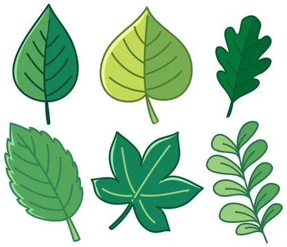 Set of Green Botanical Leaf Icons in Flat Vector Style Stock Illustration