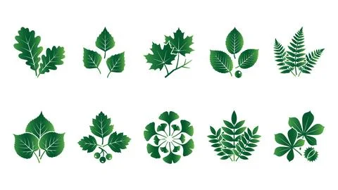 Set of green leaf icons representing various tree types and plant foliage. Stock Illustration