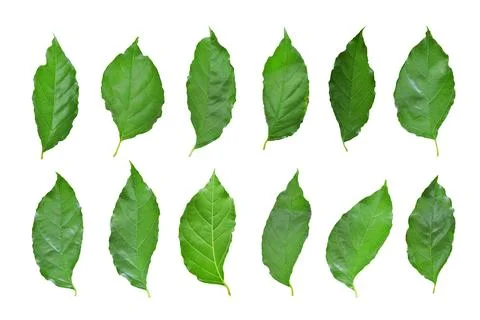 Set of green leaf isolated on white background, Object with clipping path. Stock Photos