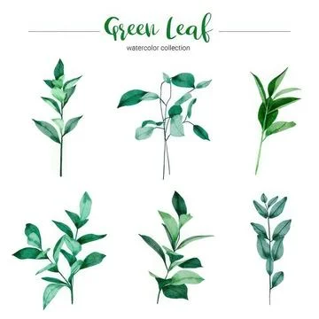 Set of green leaf sprigs on white background for decoration 스톡 일러스트