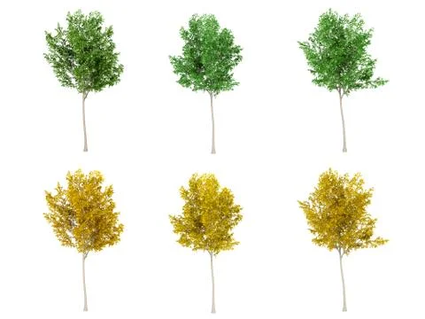 Set of green leaf tree and yellow leaf tree on white background, 3D rendering Stock Illustration
