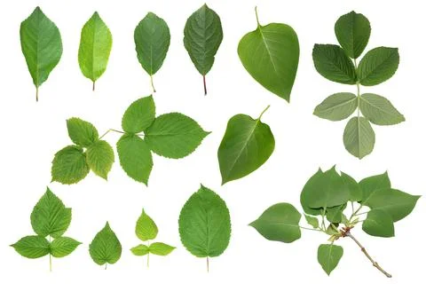 Set of green leaves of apple, raspberry, lilac, rosehip. high resolution for 스톡 사진