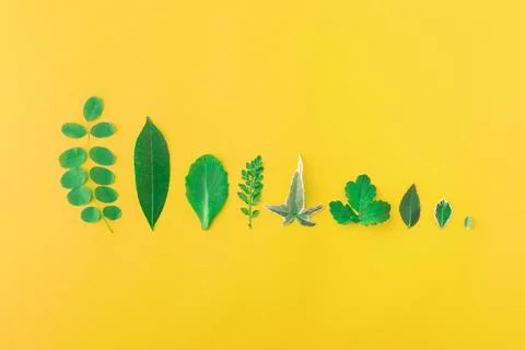 Set of green leaves, nature background Stock Photos