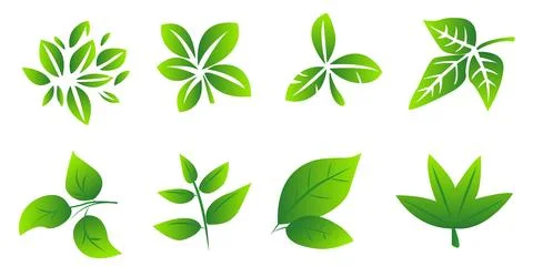 A set of green leaves on a white background, for logos, designs, for the Stock Illustration