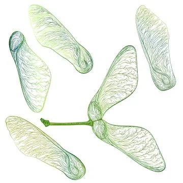 Set green maple seeds isolated on white Vector Stock Illustration